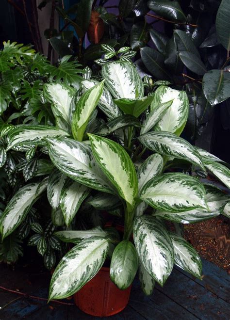 Easy Indoor Tropicals : HGTV Gardens | Indoor tropical plants, Plants