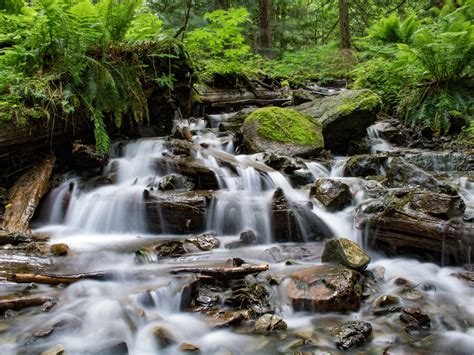 Cascade Stream Forest Water Rocks With Green Moss Green Fern Hd