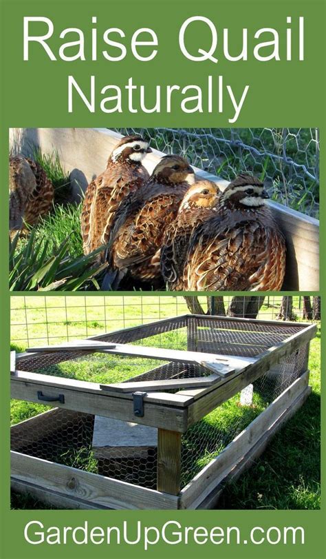 Thinking About Raising Quail In Your Backyard Find Out How You Can Do