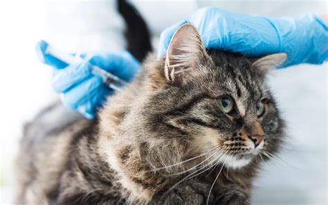 Rabies In Cats Should You Be Concerned Homeopet