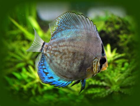 Blue Discus Fish Photograph By Nathan Abbott