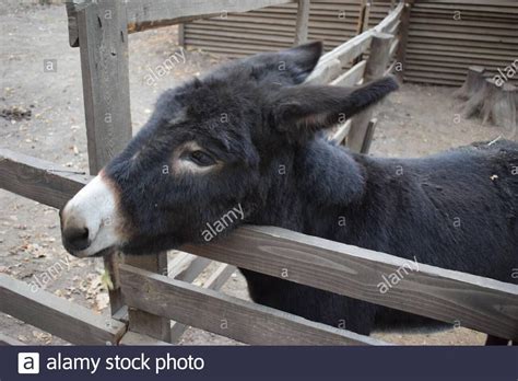Download This Stock Image Curious Donkeys On A Farm Donkey Pose For