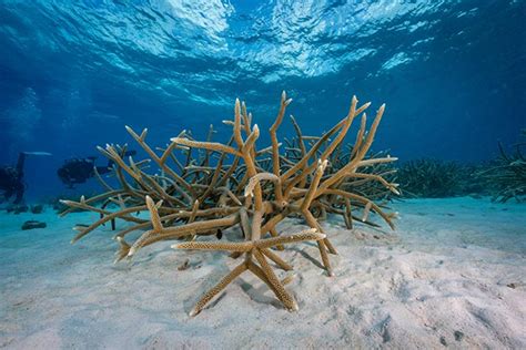 Corals In Our Nurseries Reef Renewal Cayman Islands