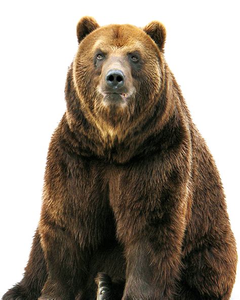 Bear Animal Transparent Png Images Free Download 029 Free Transparent