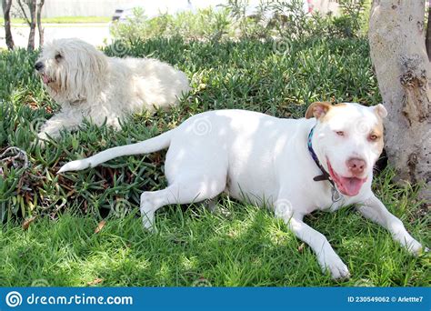 Beautiful White Dogs One Is Pitbull Lying On The Grass Resting And