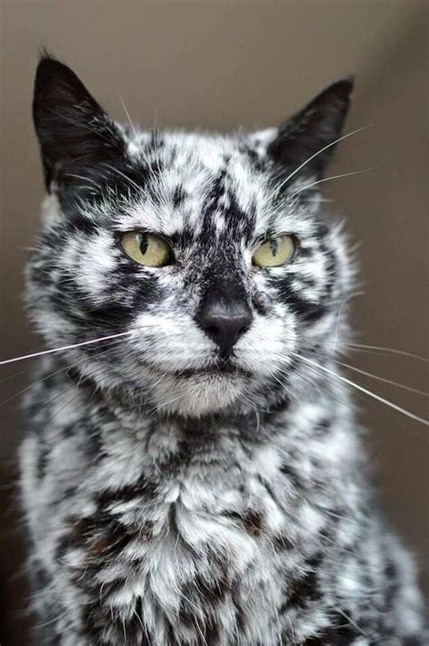 This Is Scrappy Born Pure Black And Now Spotted Due To Vitiligo Cats Beautiful Cats Cute