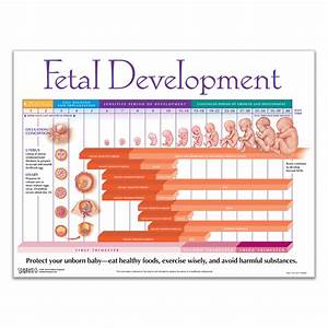 Weekly Fetal Development Chart Childbirth Graphics