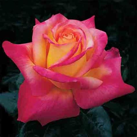 Love And Peace Hybrid Tea Rose Award Winning Roses Edmunds Roses