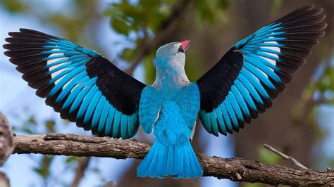 Colorful Bird Wings Spread