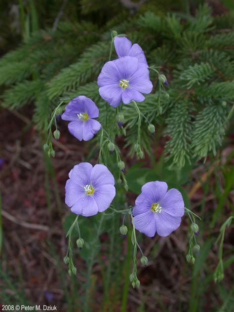 Linum Lewisii Blue Flax Minnesota Wildflowers