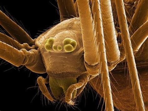 Maybe you would like to learn more about one of these? A Fascinating Look at Things Under an Electron Microscope ...
