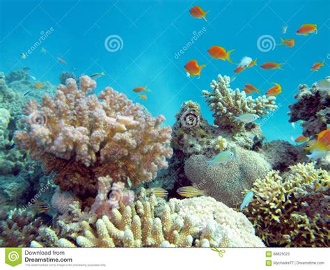 Colorful Coral Reef In Tropical Sea Underwater Stock