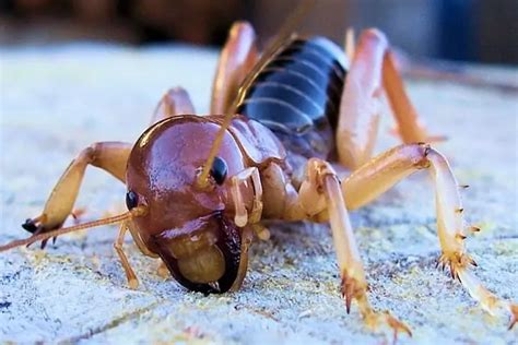 Are Potato Bugs Bite Poisonous And Dangerous Or Useful For Garden