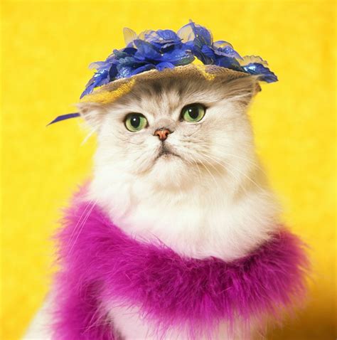 10+ cats wearing clothes ideas | cats, crazy cats, vintage cat. Celebrate National Cat Day With 19 Photos Of Cats Wearing ...
