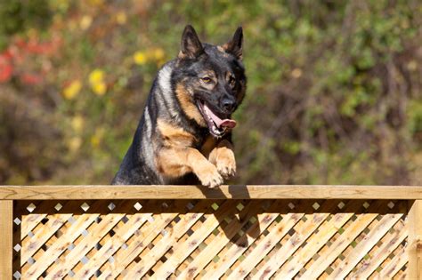 Jan 27, 2021 · big dogs need big fences …because they can jump ! Keep dog from jumping over fence, dog beds petco, leather ...