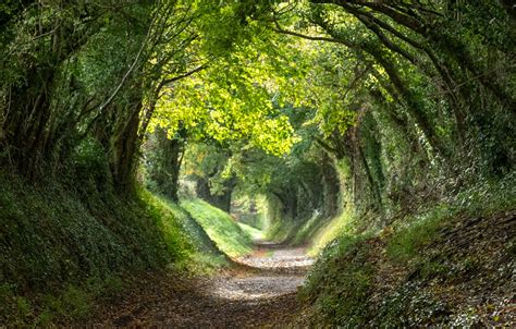 Digital Photo Of The Halnaker Tree Tunnel In West Sussex Uk With