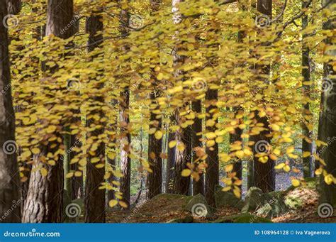 Beech Deciduous Forest During Autumn Sunny Day Leaves Vibrant Colors
