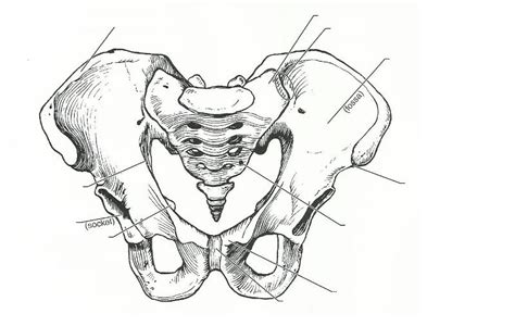 Choose the correct preposition and fill in the blanks. Exercise 11: The Appendicular Skeleton Flashcards | Easy Notecards