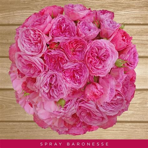 Our flowers are hand selected by our talented florists to make that winning combination that is sure to last. Baroness - Garden Roses - Look like peonies ...