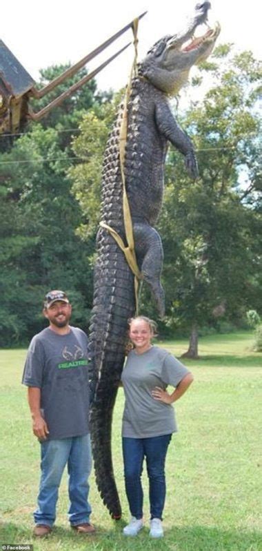 New State Record Hunters In Georgia Kill And Capture 14 Feet 700lb