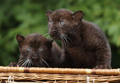 Twin Baby Panthers Born At Berlin Zoo I Baby Zoo Animals Baby