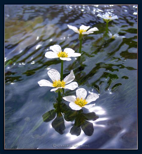 Sono piante acquatiche tipicamente radicanti e perenni. fiori sarca. Ranuncoli acquatici (Ranunculus Trichophillus ...