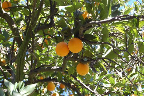 Check spelling or type a new query. Valencia Orange (Citrus sinensis 'Valencia') in Houston ...