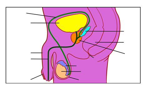 Label the diagram of the male reproductive. Blank Male Reproductive System Diagram - ClipArt Best