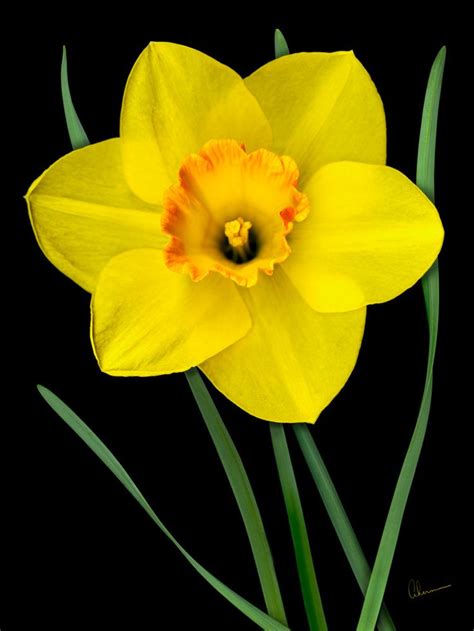 Single Yellow Daffodil Daffodils Yellow Daffodils Daffodil Flower