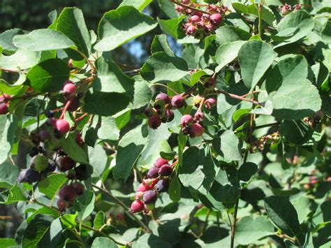Also called juneberry, shadbush or. Saskatoon Raspberry Wine - Our eBook - Country Living and ...