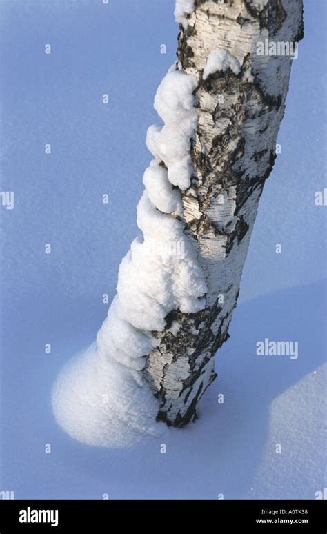 Birch Tree Trunk Covered With Snow Altai Siberia Russia Stock Photo Alamy