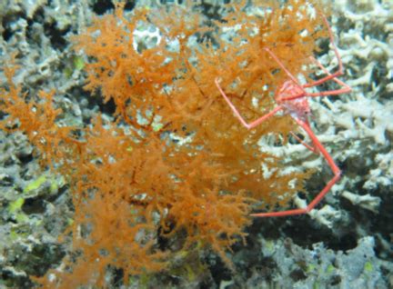 Animal, vegetable, mineral? - atlas - a transatlantic assessment and