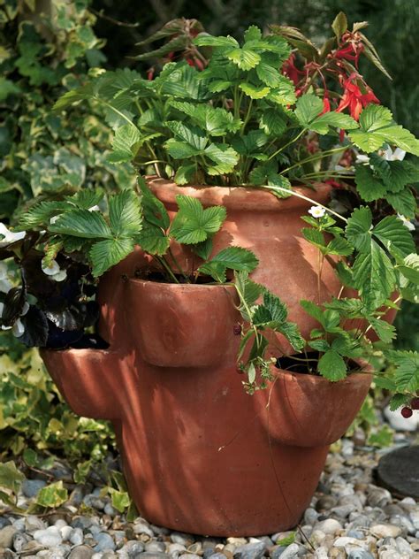 Strawberry Plant In Special Terra Cotta Pot Strawberry Pots