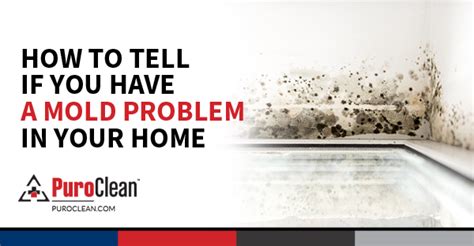 How To Remove Mold From Wood An Informative Guide