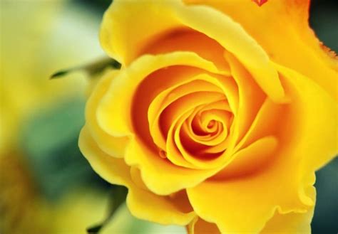 Pin oleh bejo sutejo bunga mawar kuning gambar dan. Gambar Bunga Mawar Lengkap Dengan Jenis-jenisnya