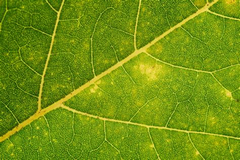 Closeup Of A Leaf Pixahive