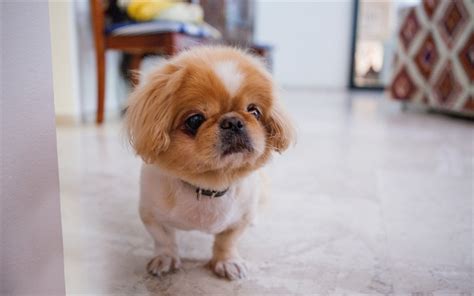 Download Wallpapers 4k Pekingese Puppy Dogs Cute Animals Pets