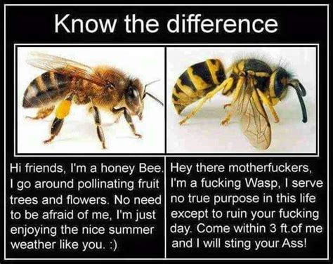 Wasps And Honeybees Know The Difference Funny Relatable Memes