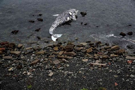 Dead Gray Whales Washing Ashore Bay Area Beaches