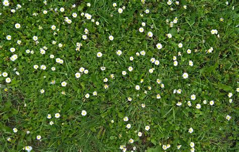 Wallpaper Green Wallpaper White Grass Yellow Texture Flowers Background Pattern Meadow