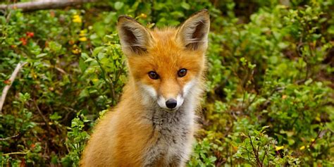 Red Fox Vulpes Vulpes Part Ii Pgcps Mess Reform