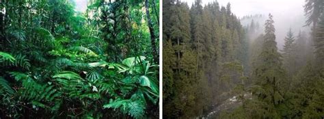 42 Astonishing Facts About Rainforests