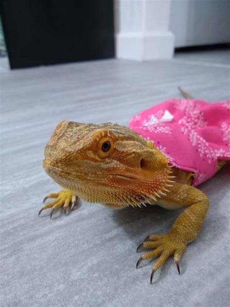 Pink Bearded Dragon Dress Made In America Etsy