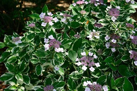 purple flowering bush identification 18 purple flowering shrubs that ll beautify your garden