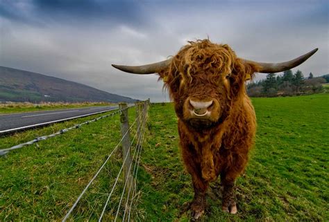 Visitscotland On Twitter Happy Coosday D Its The Day Between