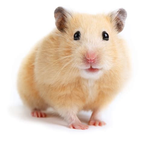 Syrian Hamster Pet Escapeauthority Com