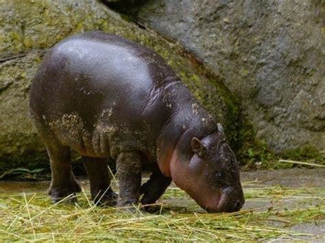 Nueva Cría De Hipopótamo Pigmeo Nace En El Zoológico De Toronto El