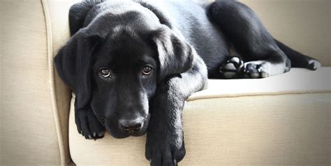 How To Treat Separation Anxiety In Dogs — Tips For Dog Owners