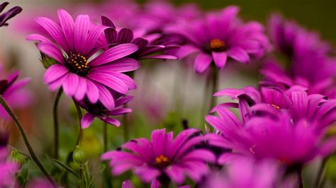 19 Hình ảnh Hoa Màu Tím đẹp Làm Hình Nền đẹp Hình Ảnh Đẹp Hd