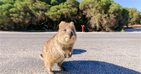 Best Time To See Quokka The Worlds Happiest Animal In